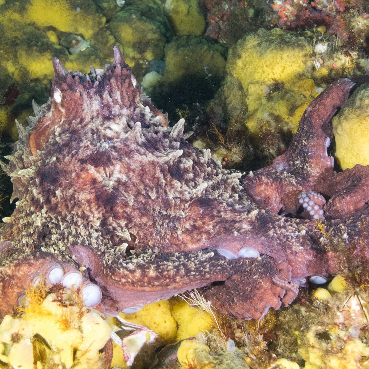 Octopus | Dive Campbell River, BC, Canada