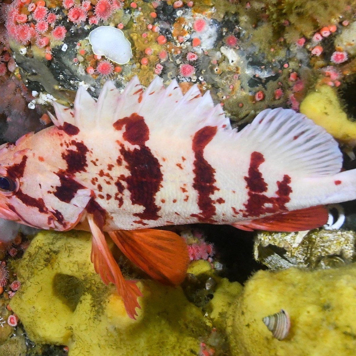 Rockfish Dive Campbell River, BC, Canada